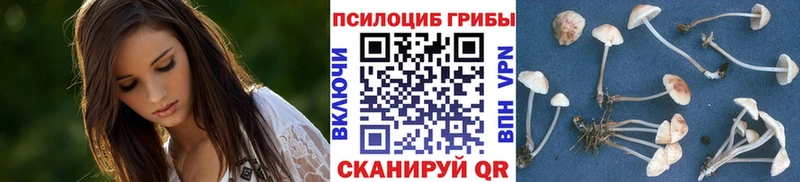 где продают   Волосово  Псилоцибиновые грибы GOLDEN TEACHER 